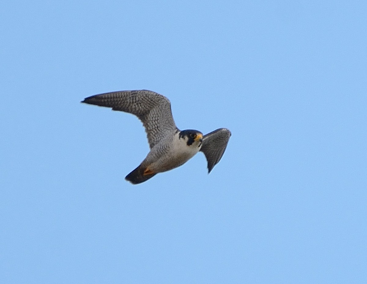 Peregrine Falcon - ML235734781