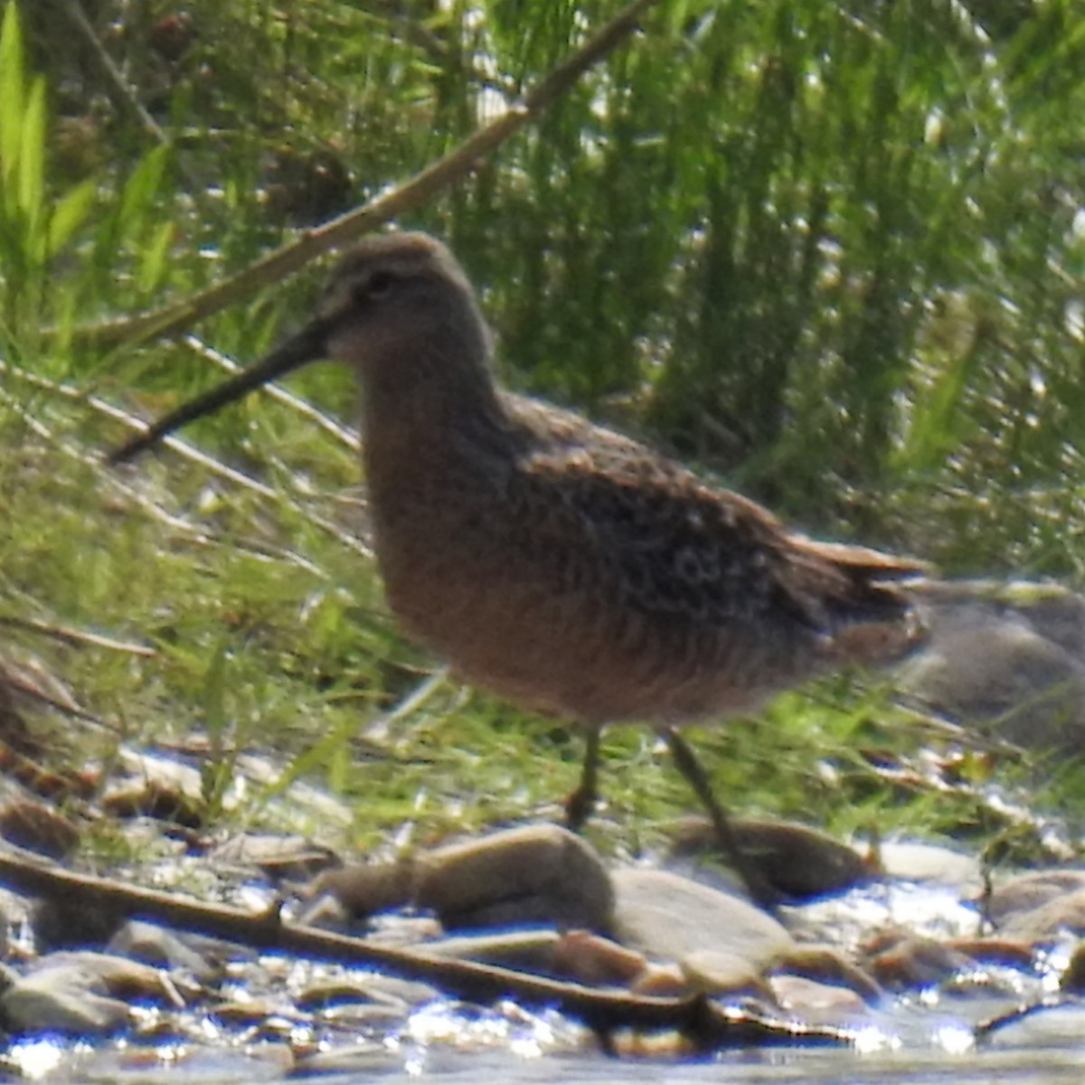 Long-billed Dowitcher - Chipper Phillips