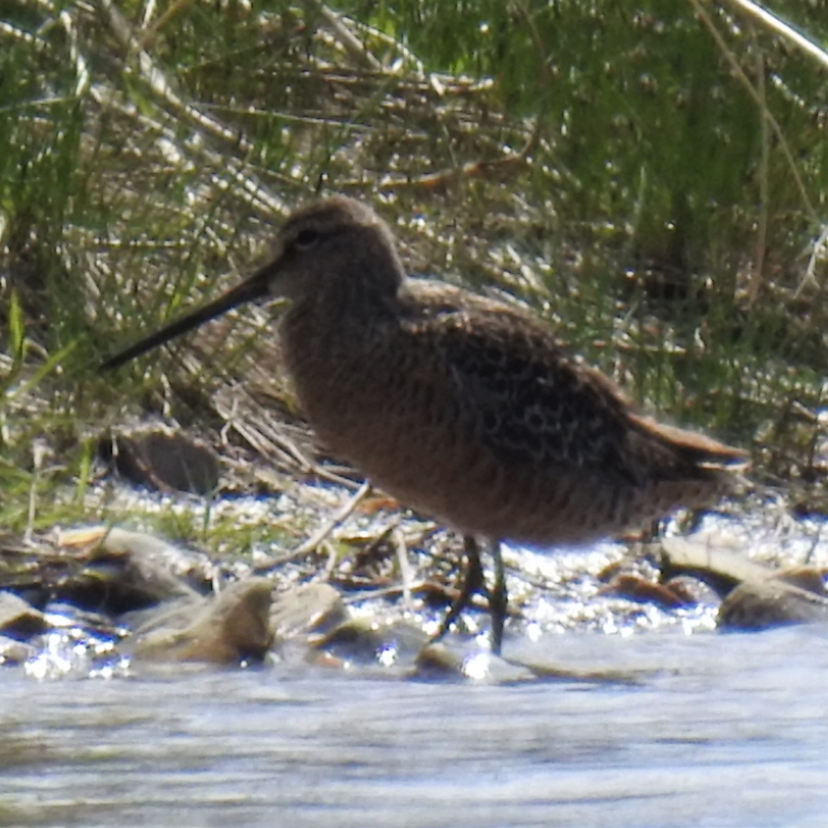 Long-billed Dowitcher - Chipper Phillips