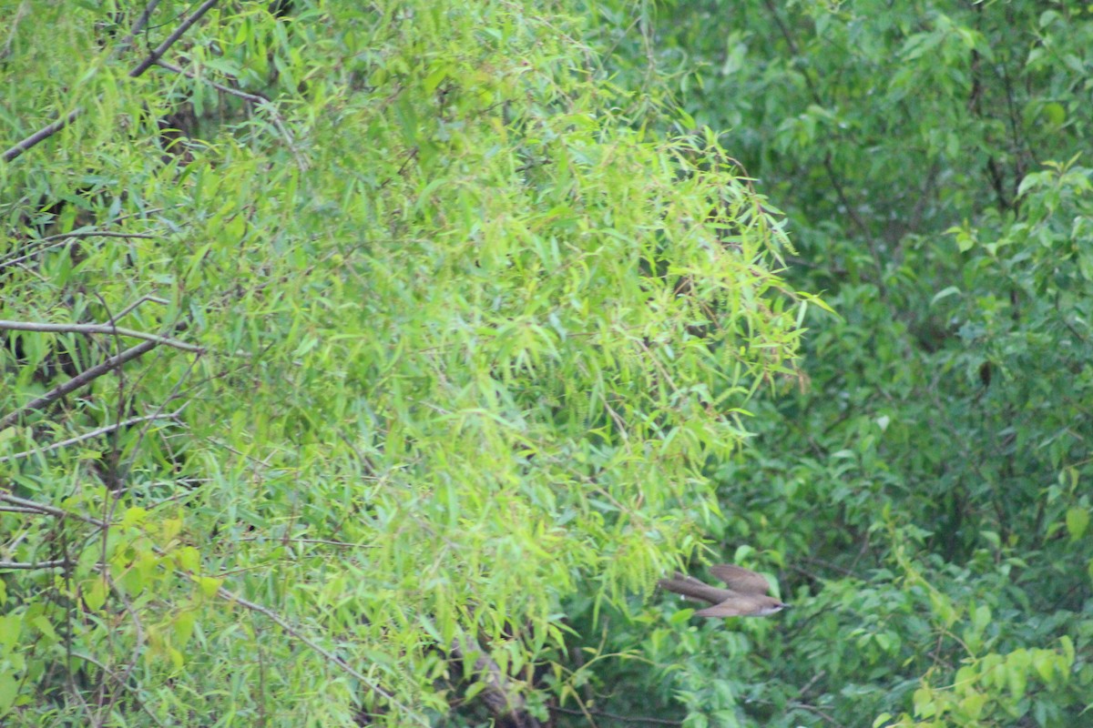 Black-billed Cuckoo - ML235735991