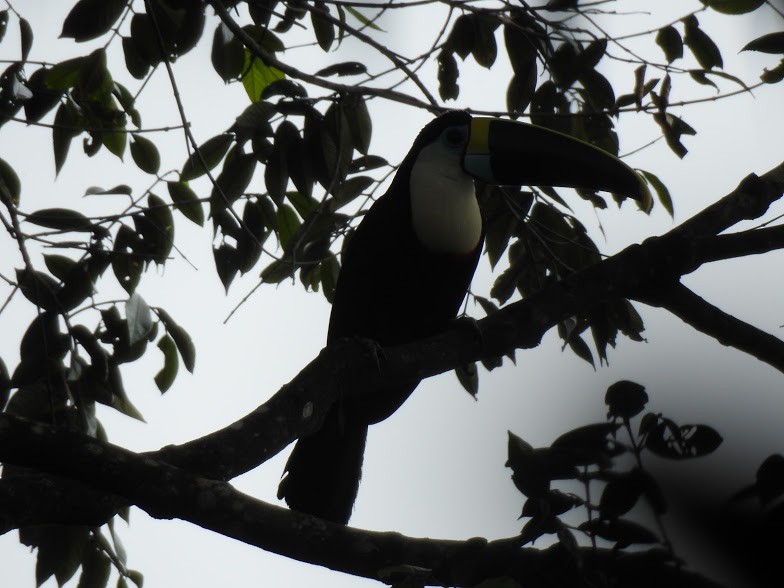 White-throated Toucan - ML235739481