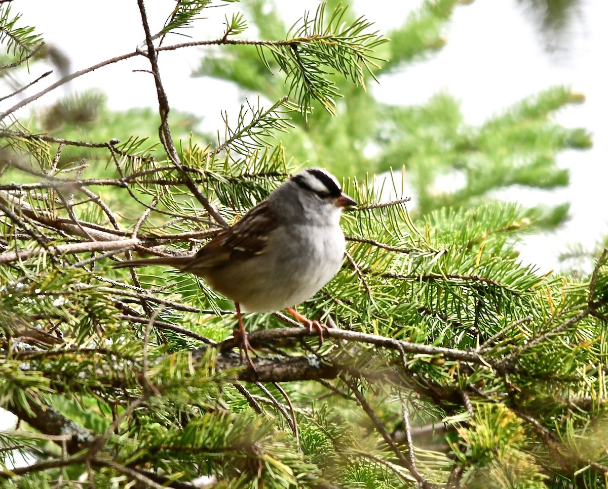 White-crowned Sparrow - Moira Maus