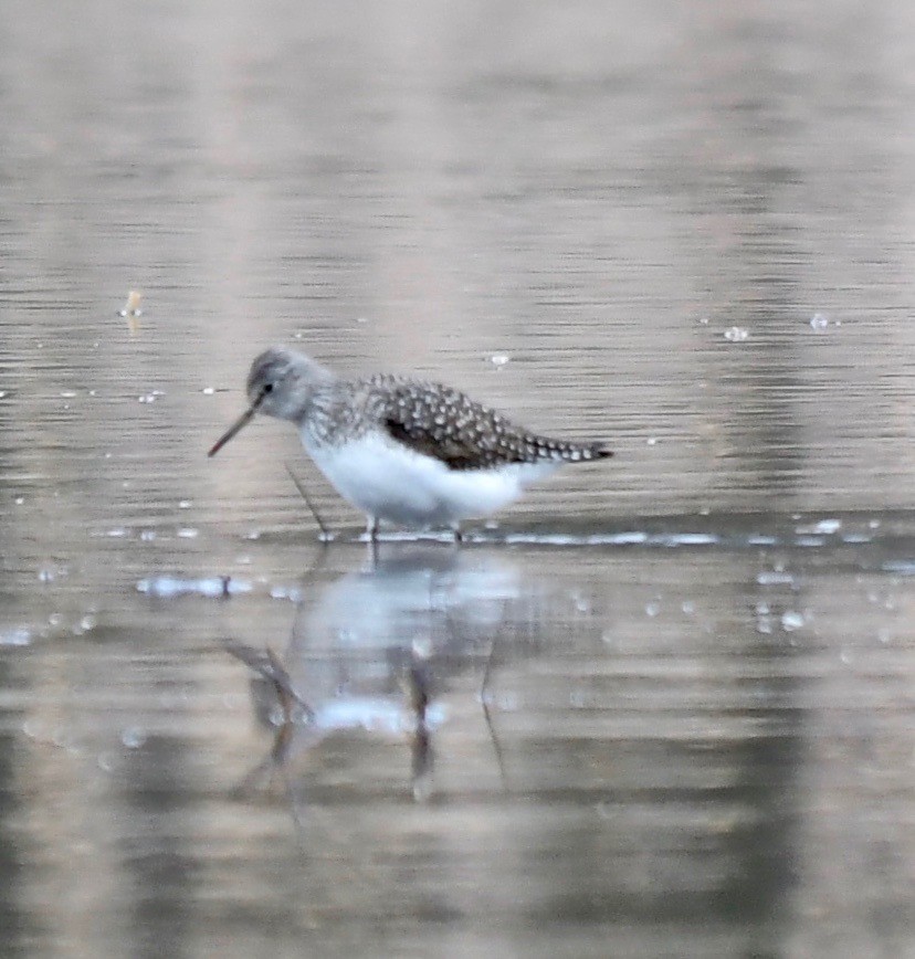 Solitary Sandpiper - ML235740421