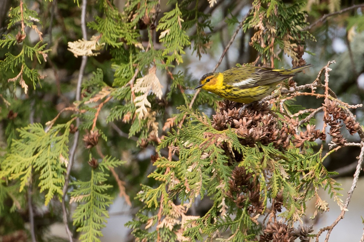 Cape May Warbler - Lewis Holmes