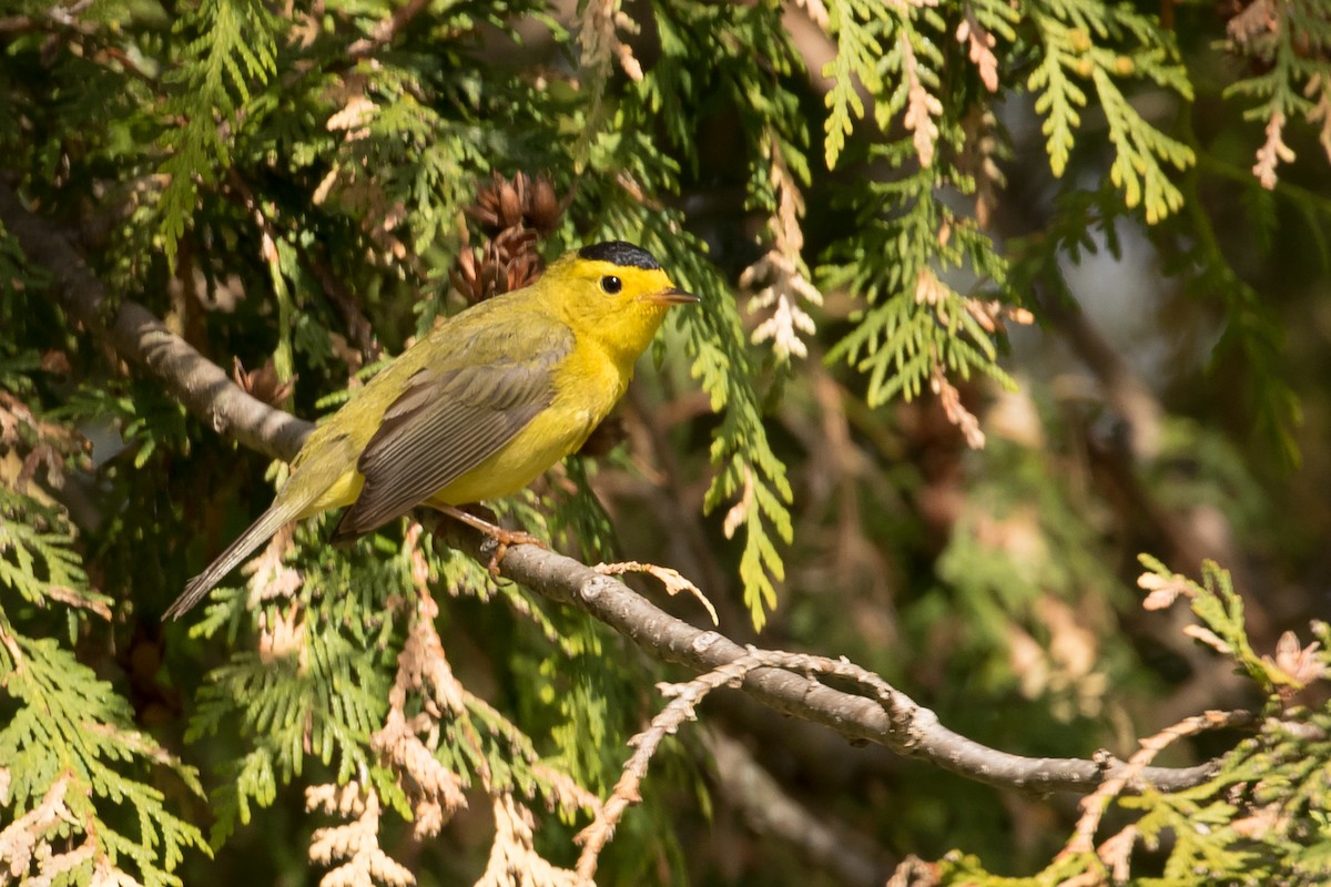 Wilson's Warbler - ML235740621