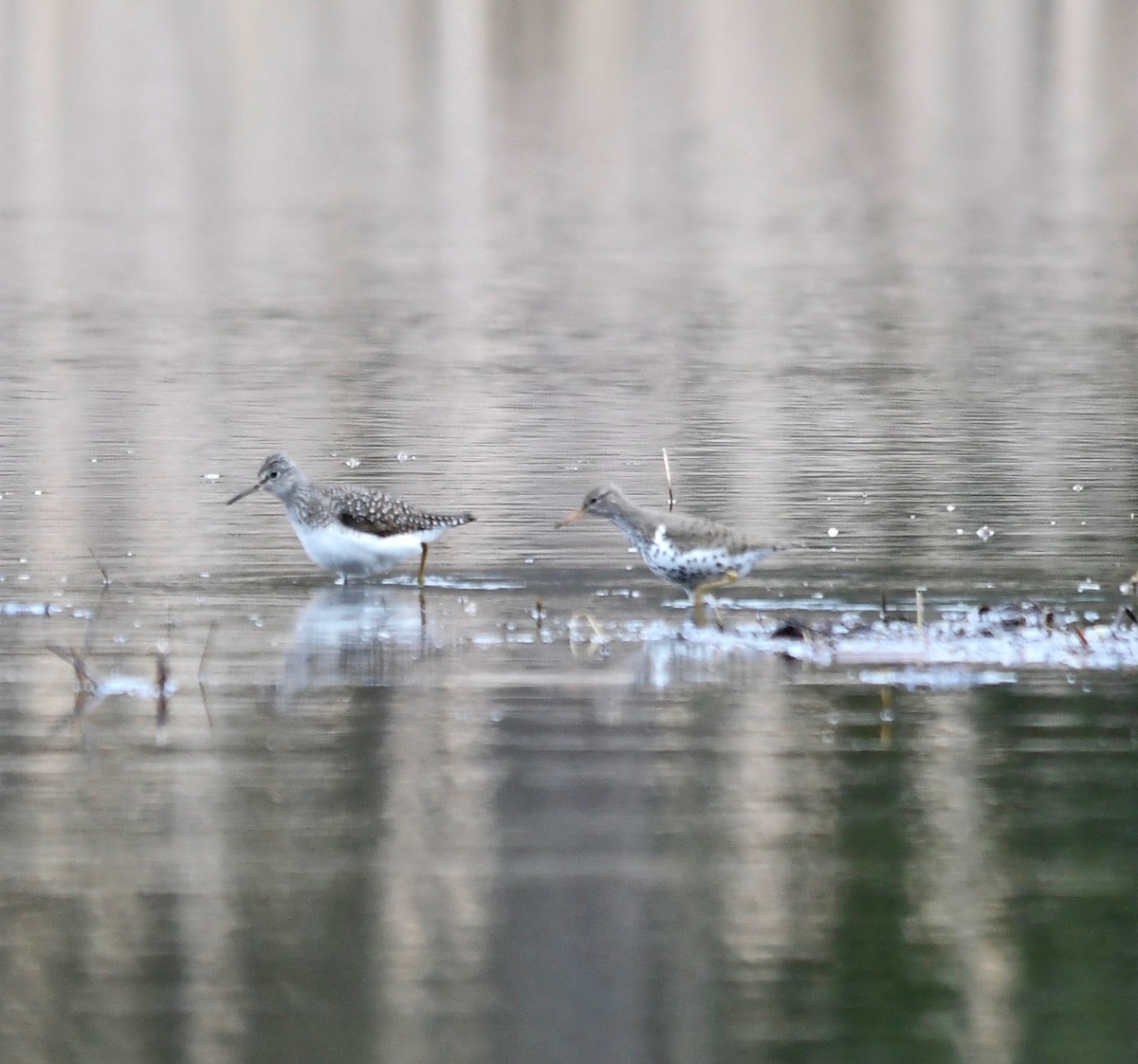 Solitary Sandpiper - ML235740671