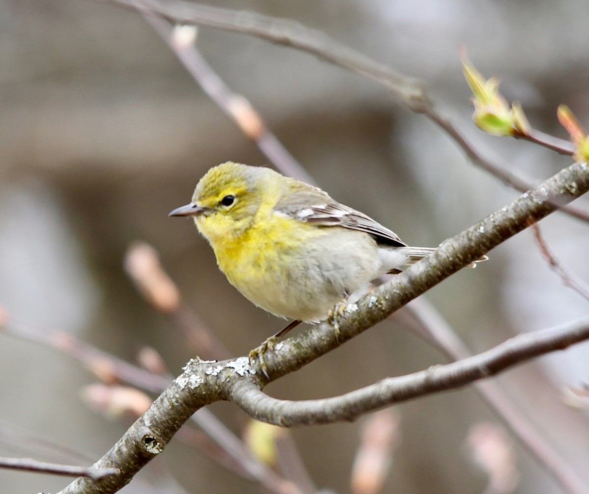 Pine Warbler - Moira Maus