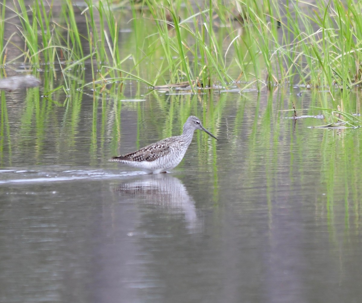 Greater Yellowlegs - Moira Maus