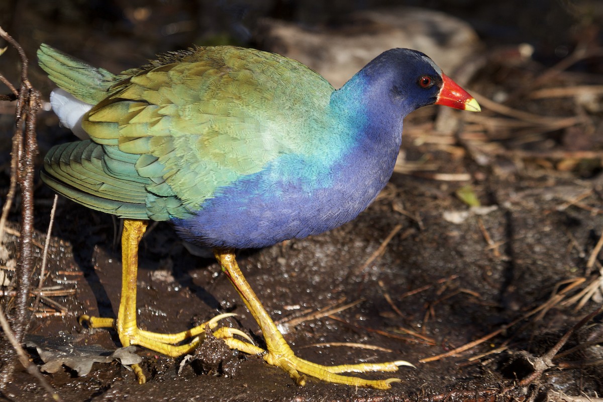 eBird Checklist - 16 May 2020 - Dennis Pond - 34 species
