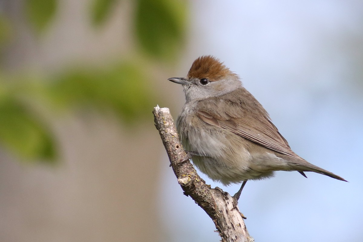 Eurasian Blackcap - Anton Liebermann