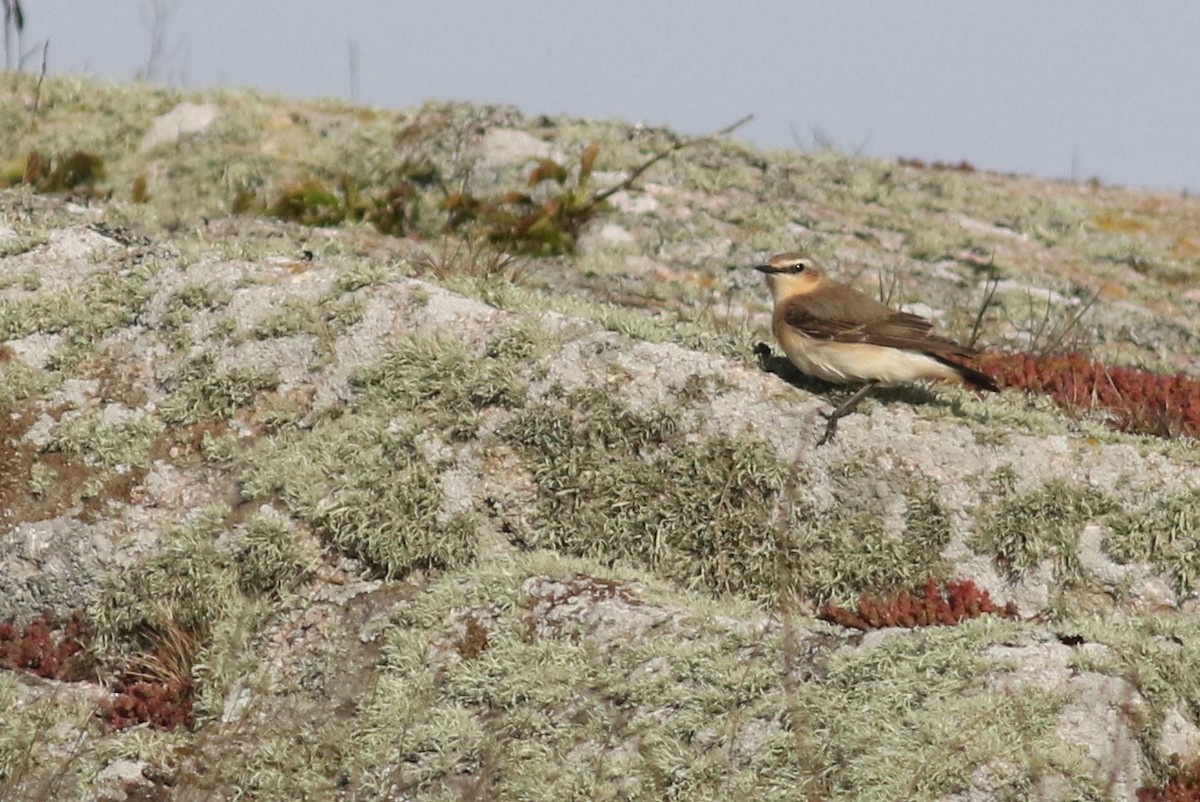 Northern Wheatear (Eurasian) - ML235743171