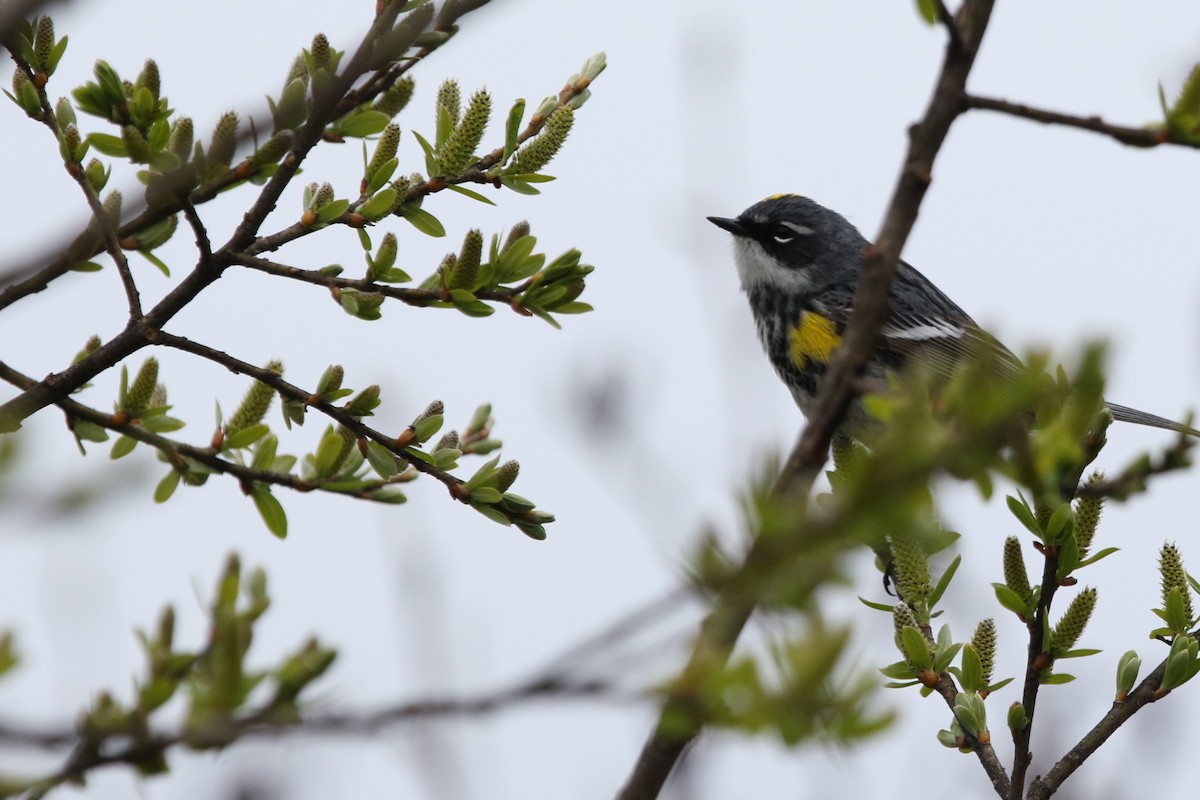 Yellow-rumped Warbler - ML235743671