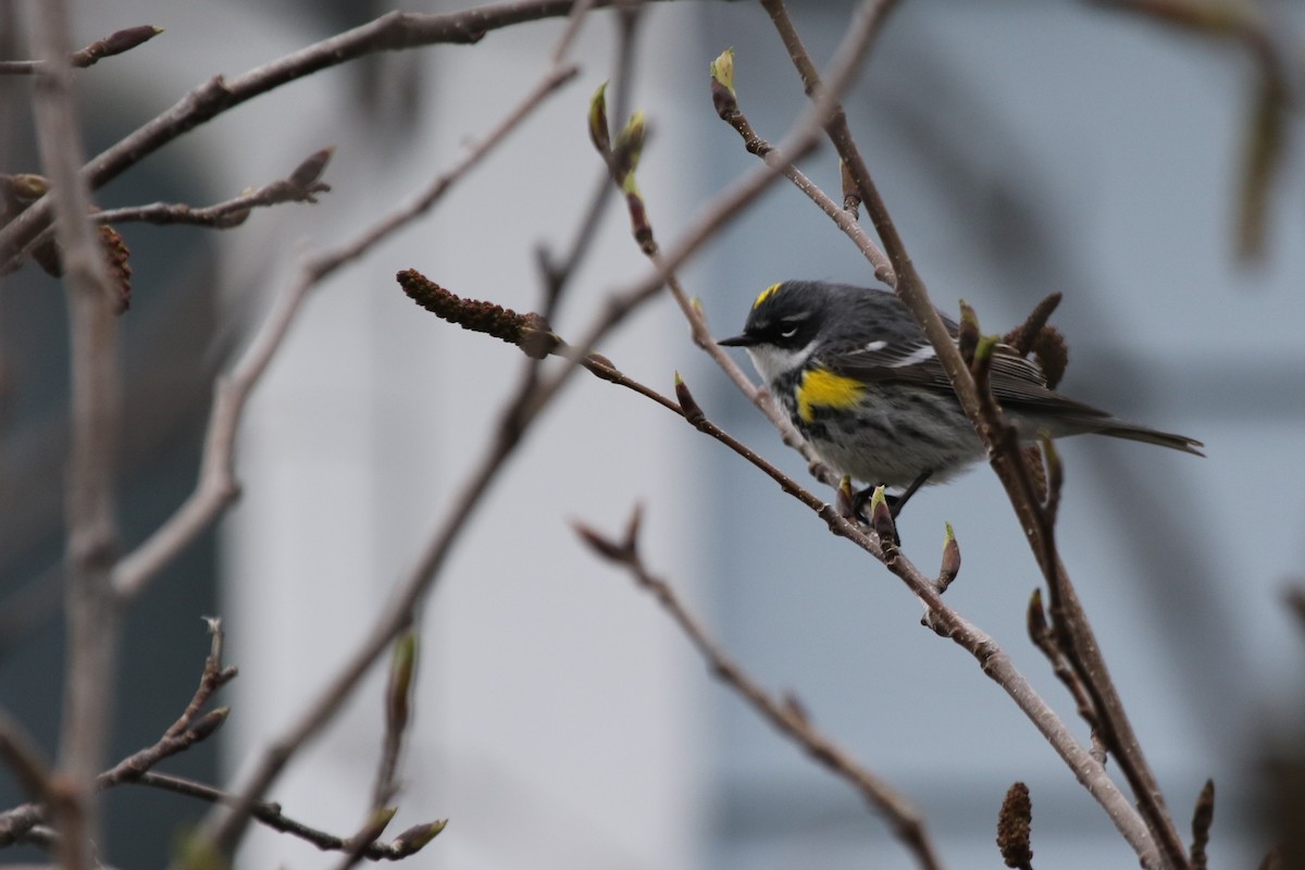 Yellow-rumped Warbler - ML235743731