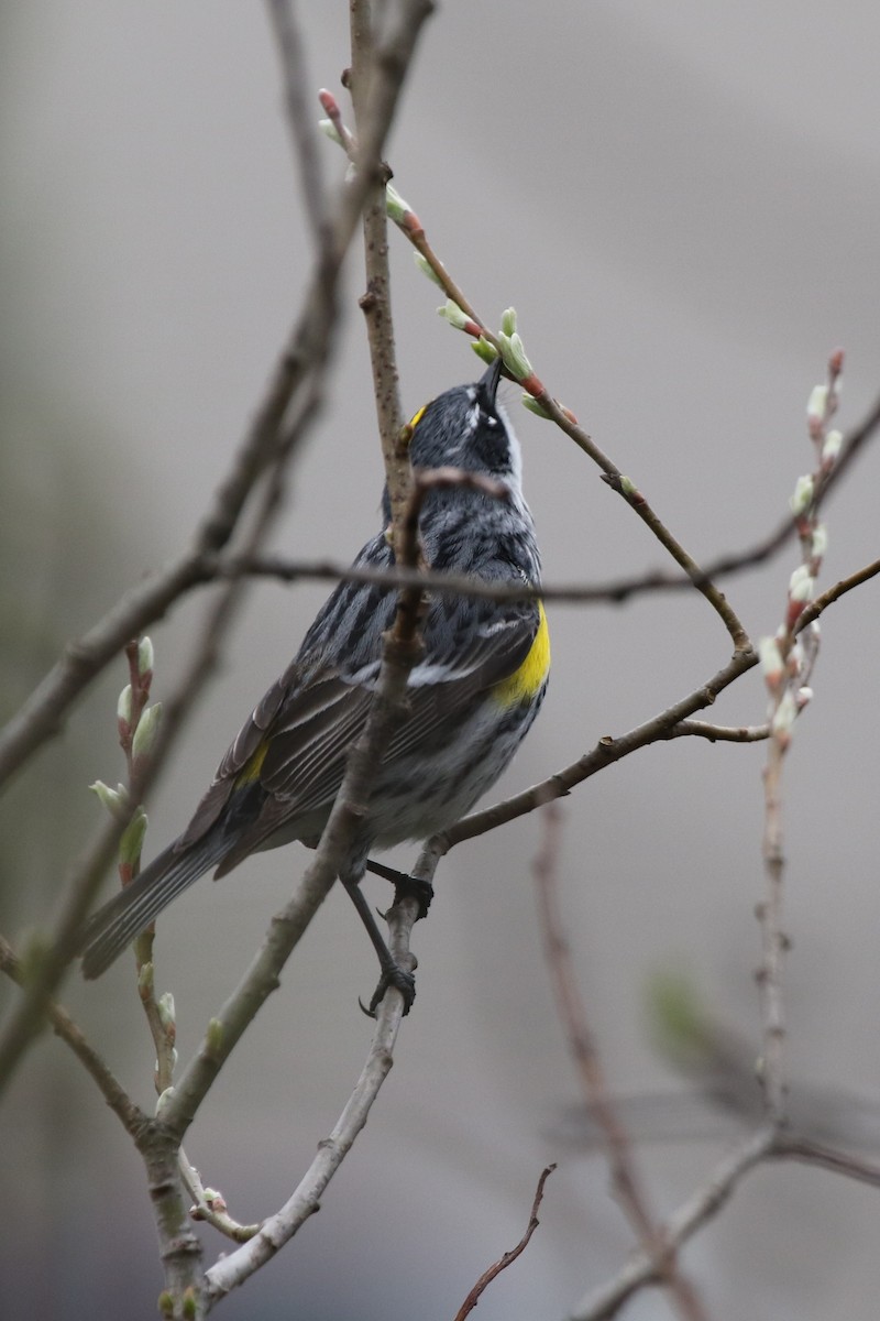 Yellow-rumped Warbler - ML235743771