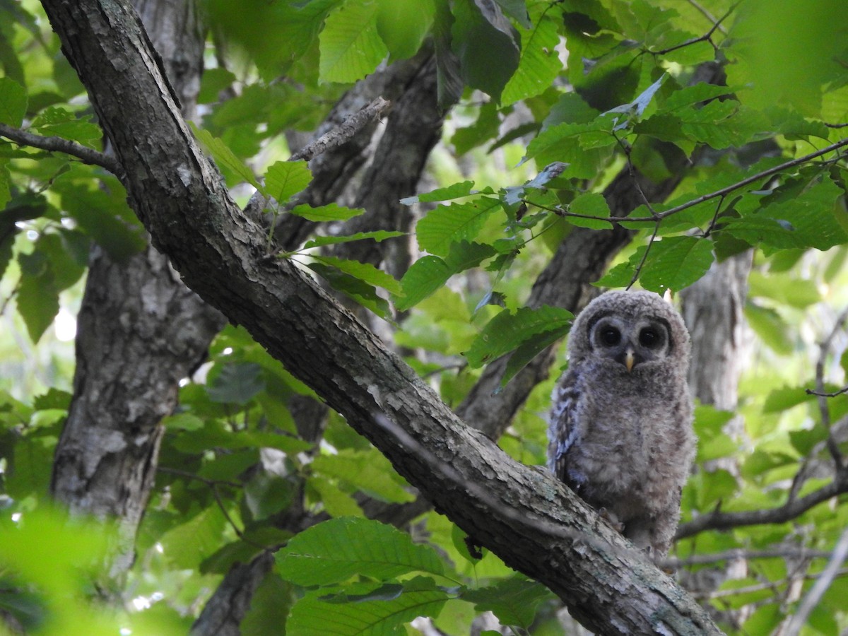 Barred Owl - Tommy Maloney