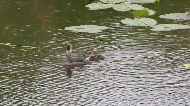 Hooded Merganser - ML235745341