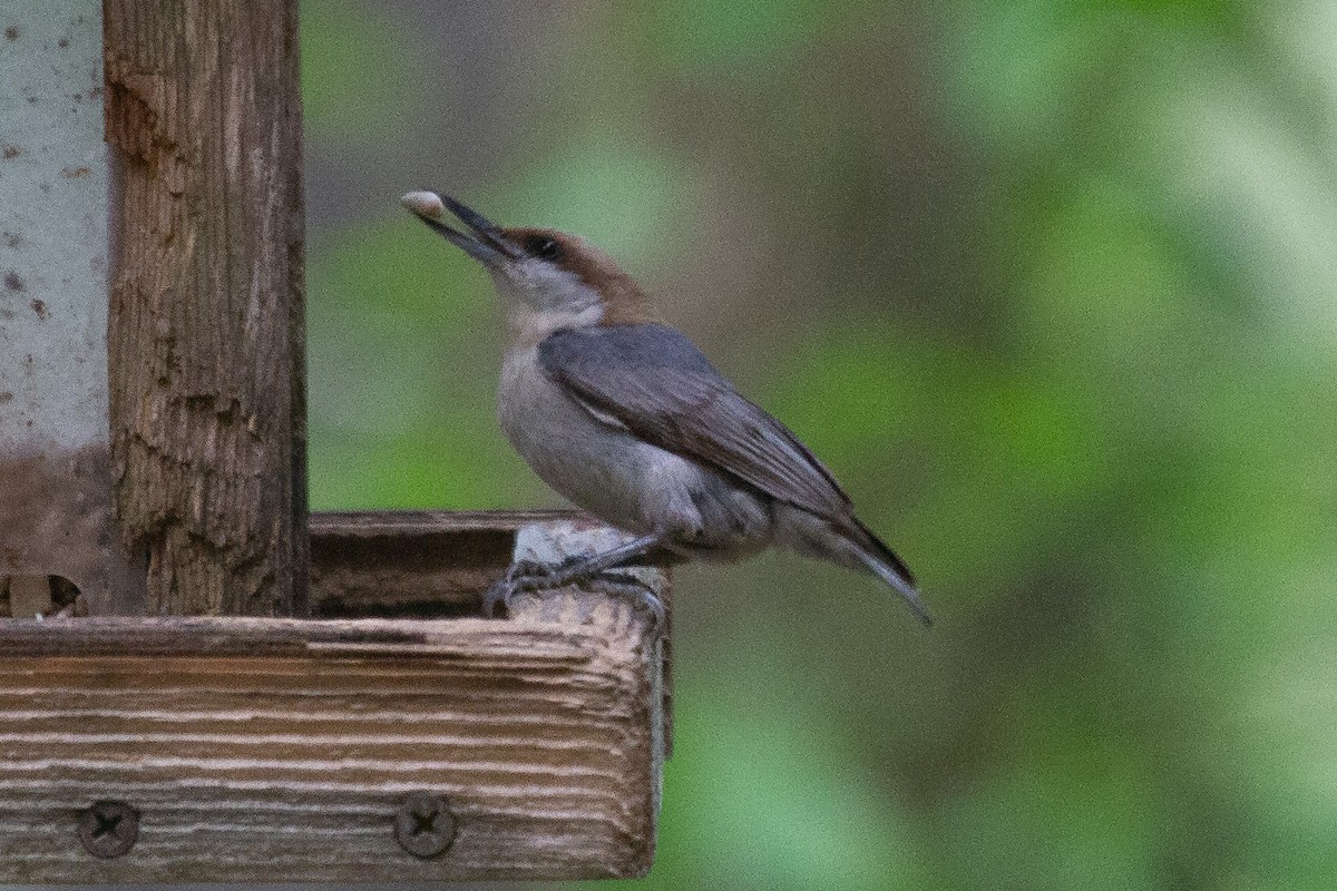 Brown-headed Nuthatch - ML235746381
