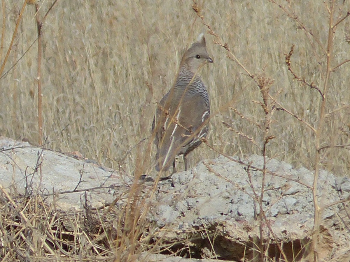 skjellvaktel - ML23574681