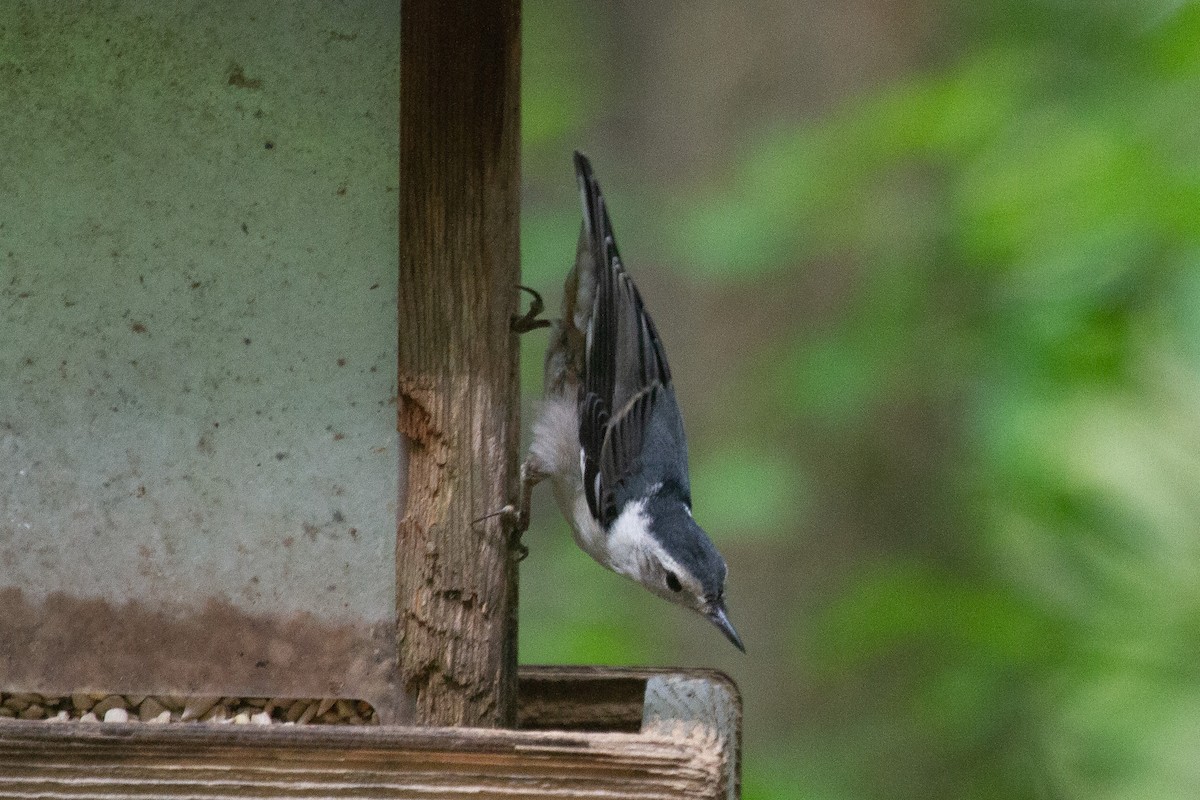 White-breasted Nuthatch - ML235746861