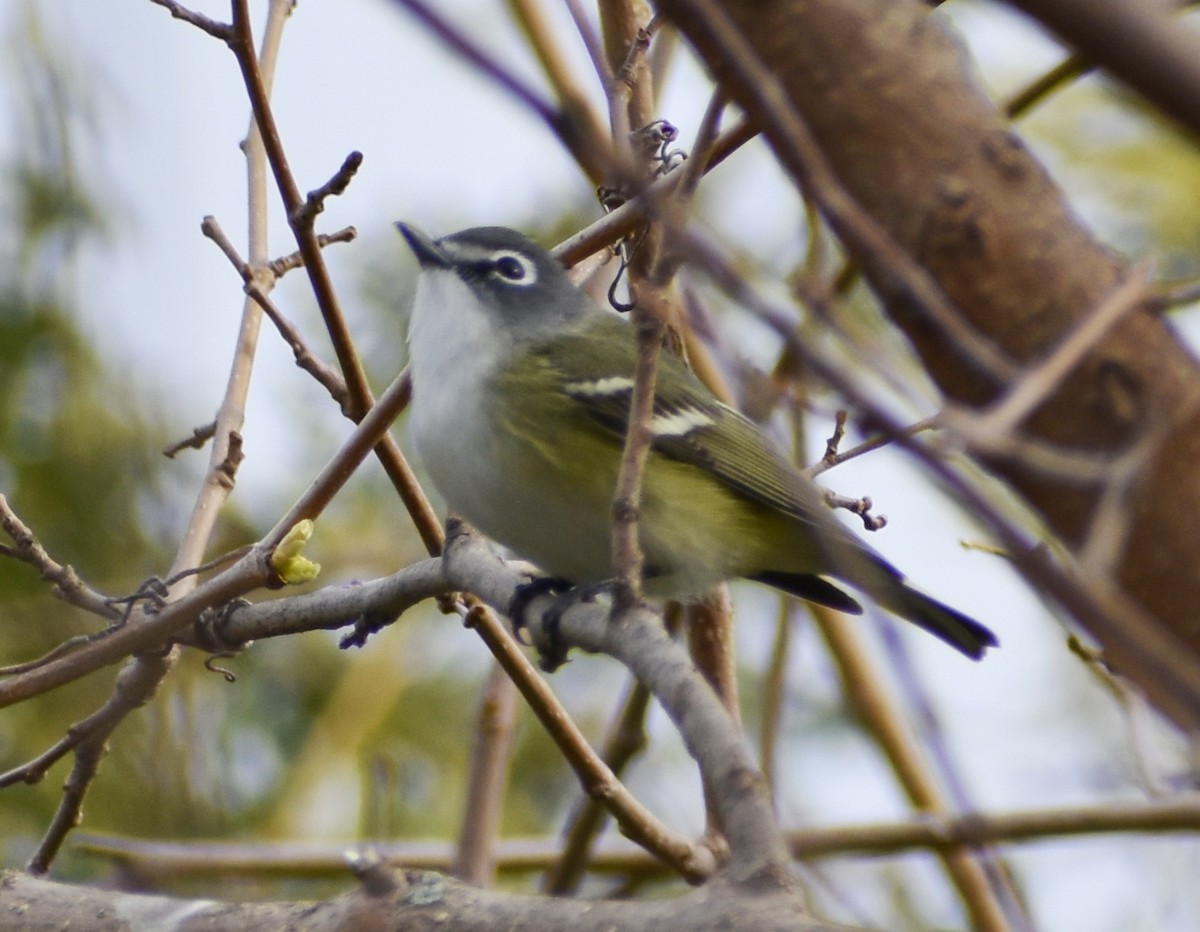 Mavi Başlı Vireo - ML235747451