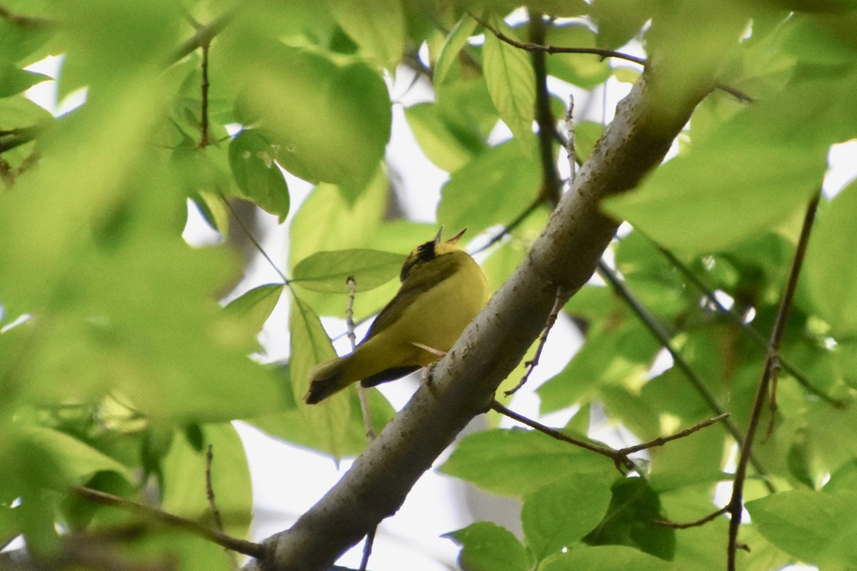 Kentucky Warbler - ML235747971