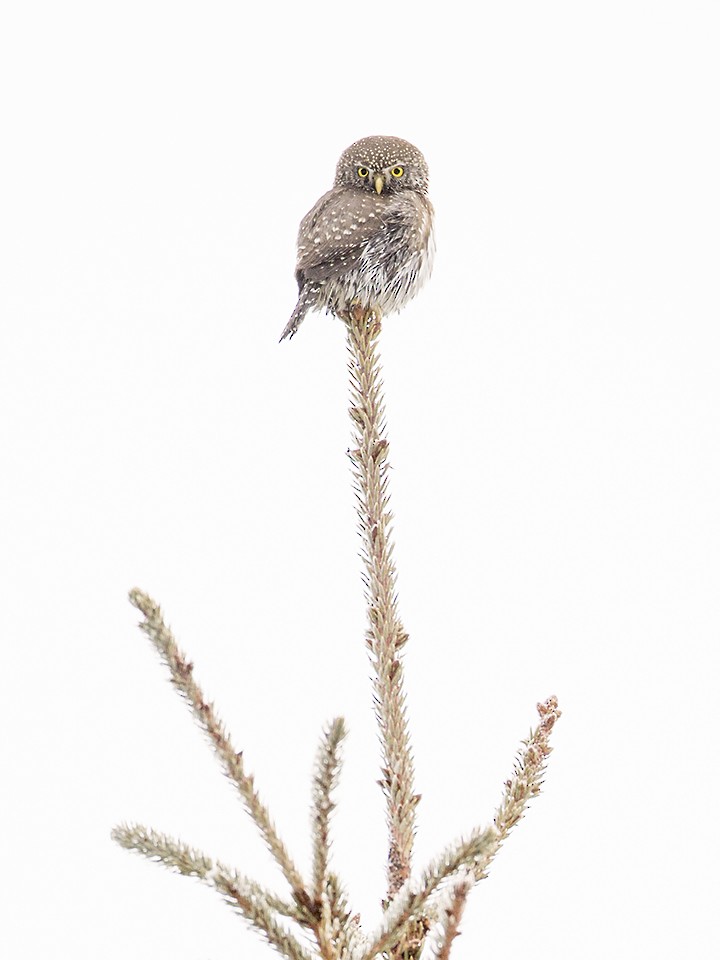 Northern Pygmy-Owl - Jeff Dyck