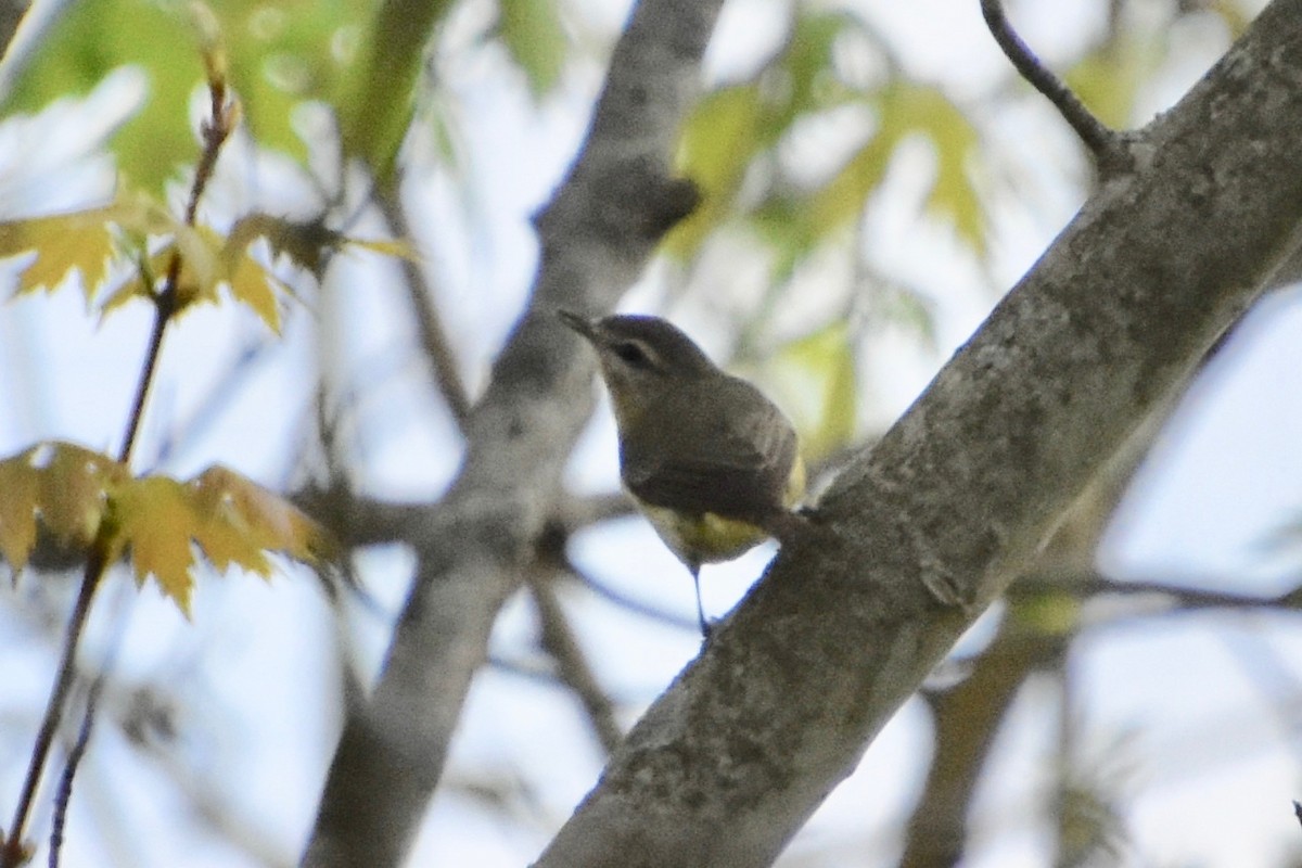 Philadelphia Vireo - ML235748021