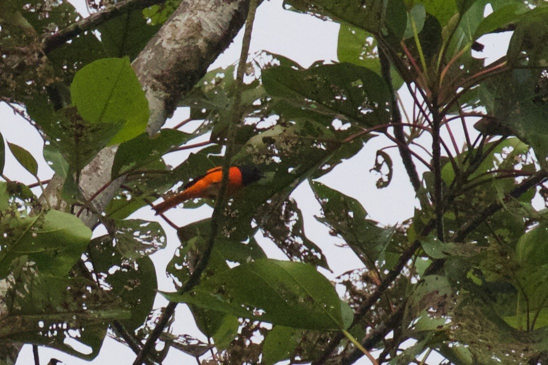 Fiery Minivet - ML235750161