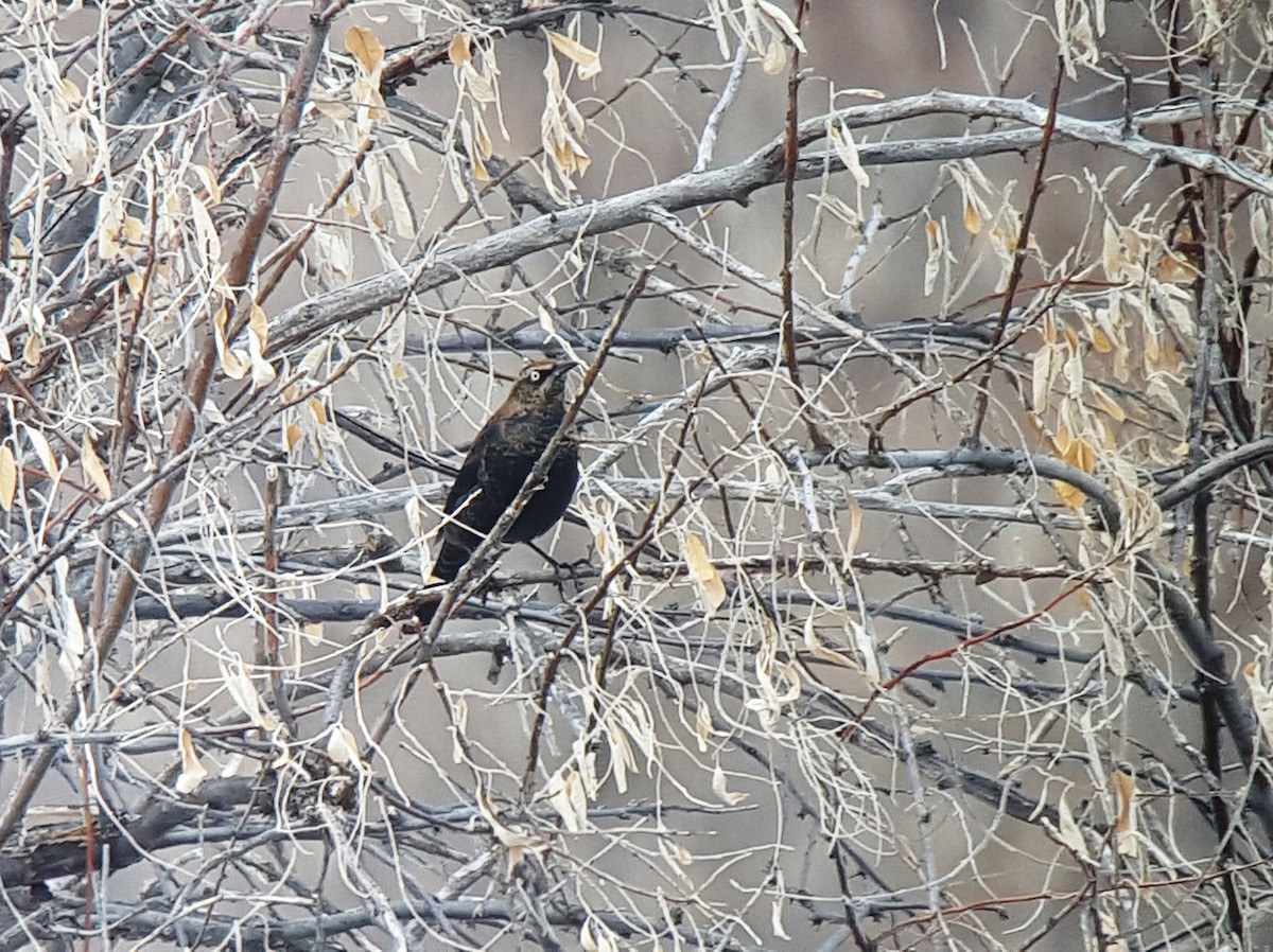 Rusty Blackbird - ML23575031