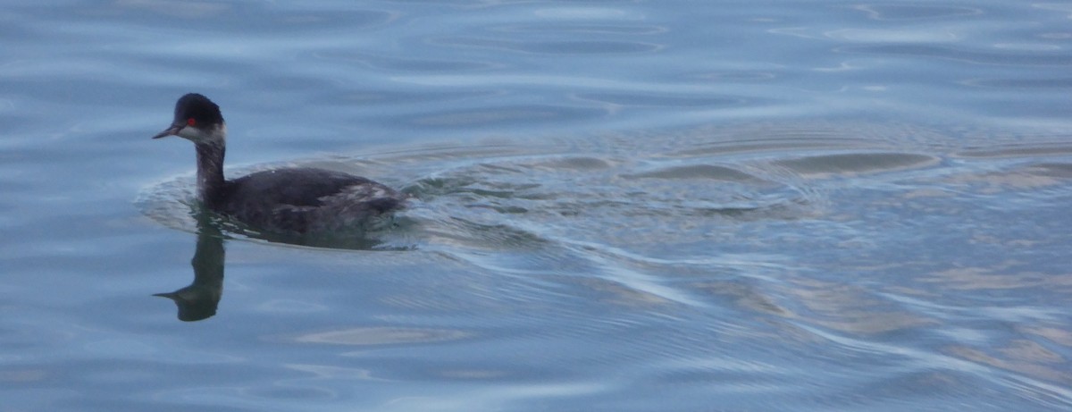 Eared Grebe - ML23575101