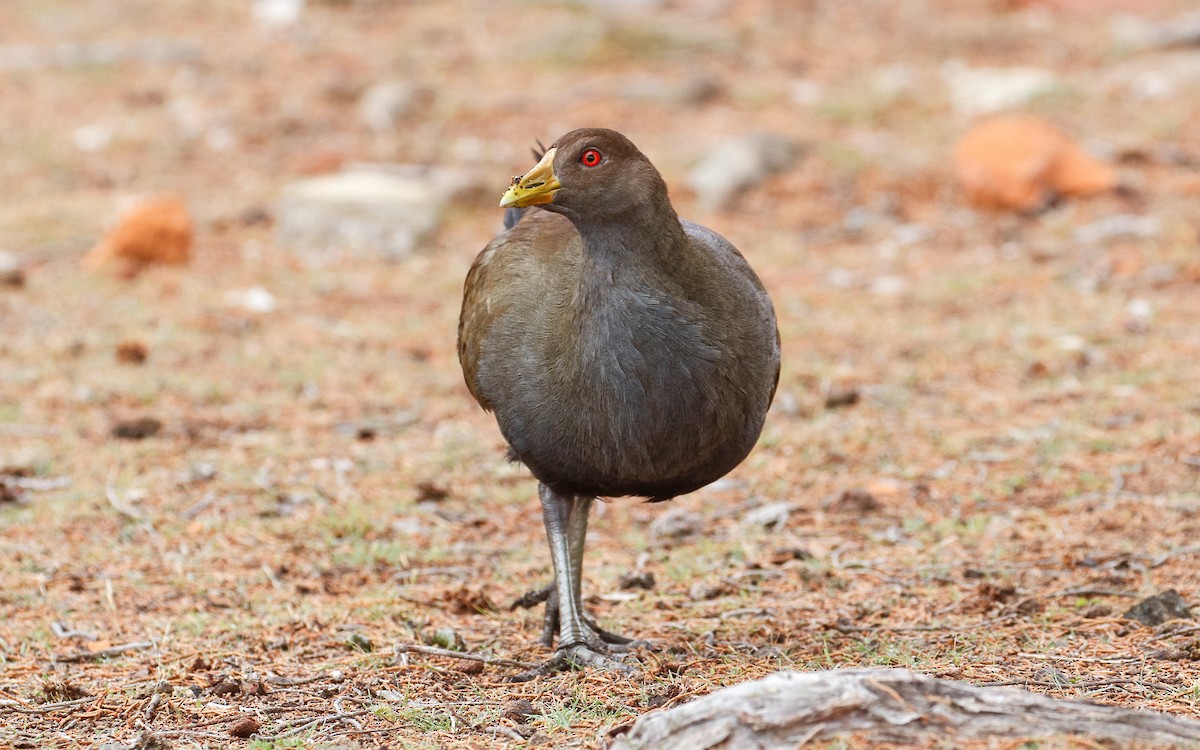 Tasmanian Nativehen - ML235752211