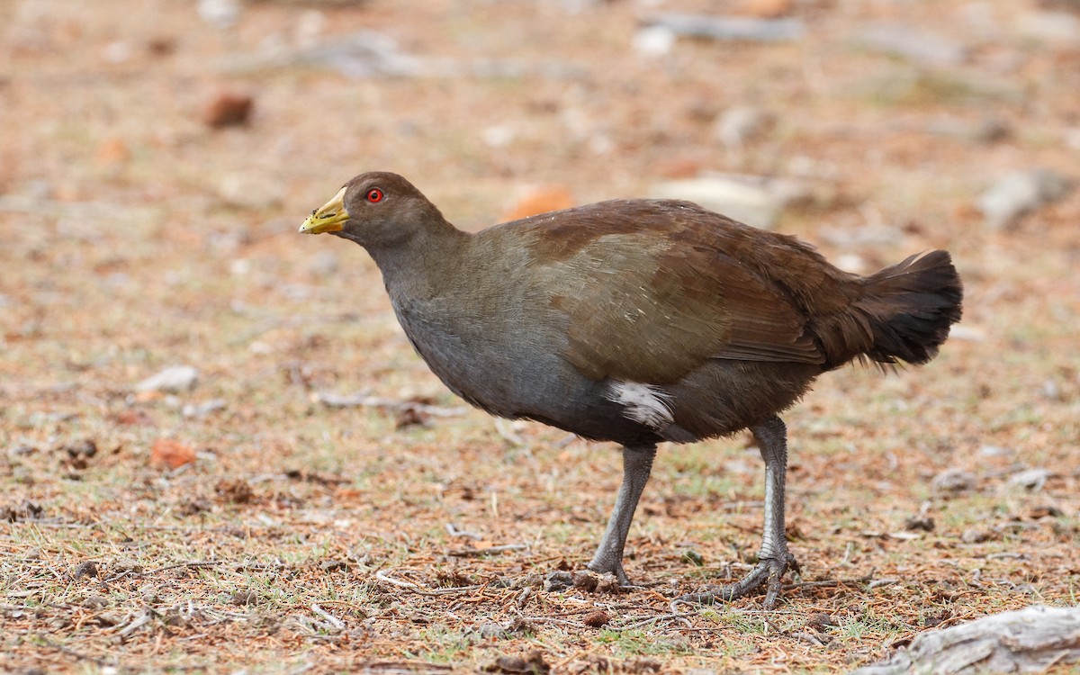 Tasmanian Nativehen - ML235752221