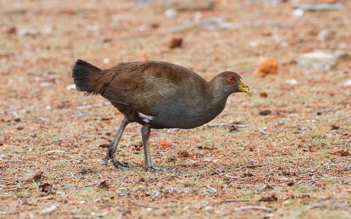 Tasmanian Nativehen - ML235752321