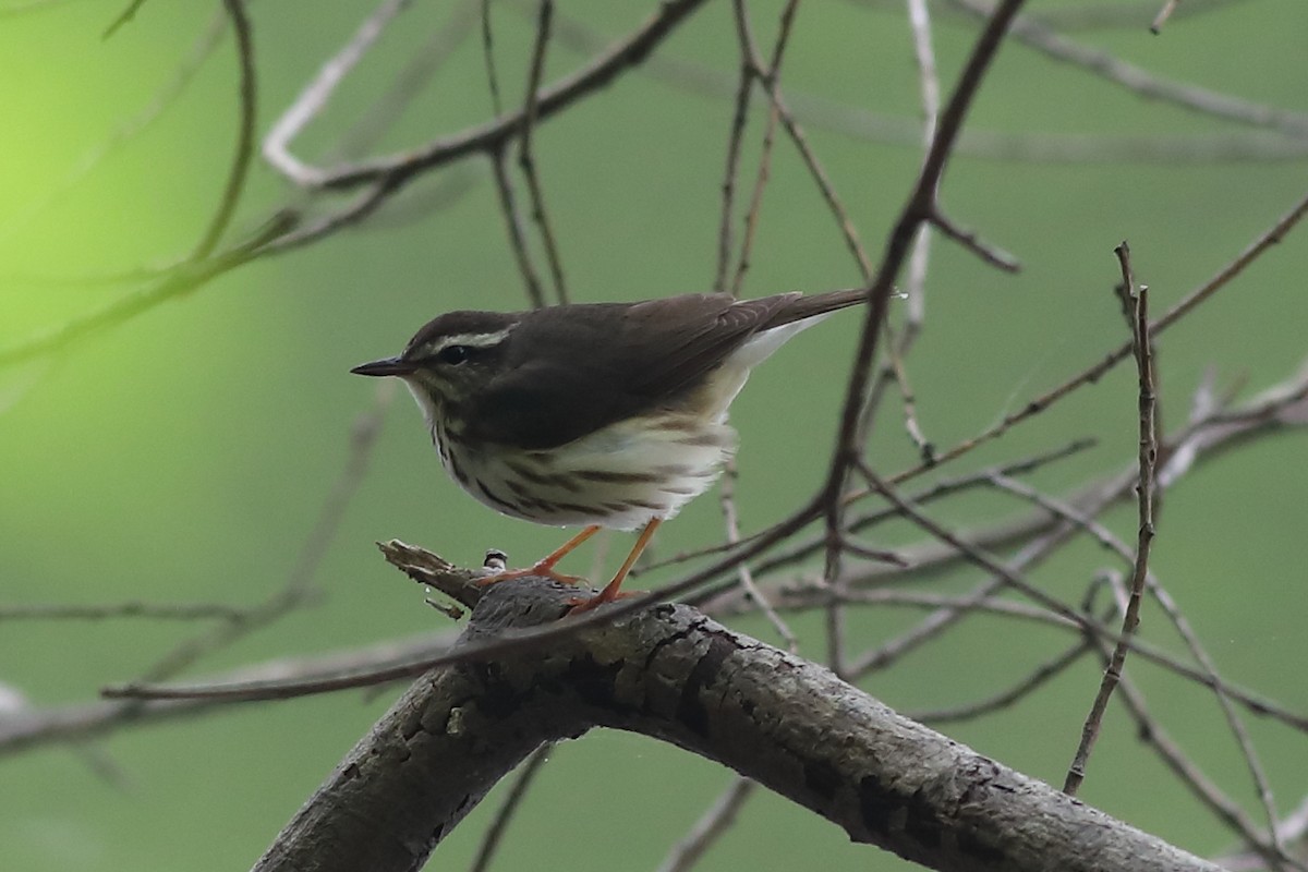 Louisiana Waterthrush - ML235752461