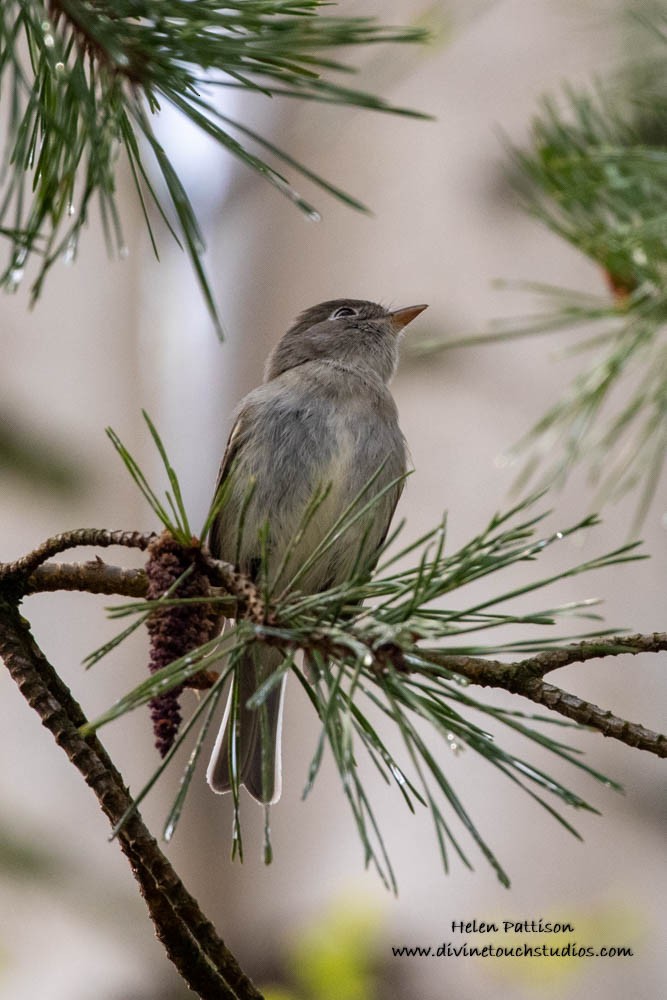 Eastern Wood-Pewee - ML235753611