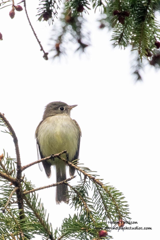 Least Flycatcher - ML235754411