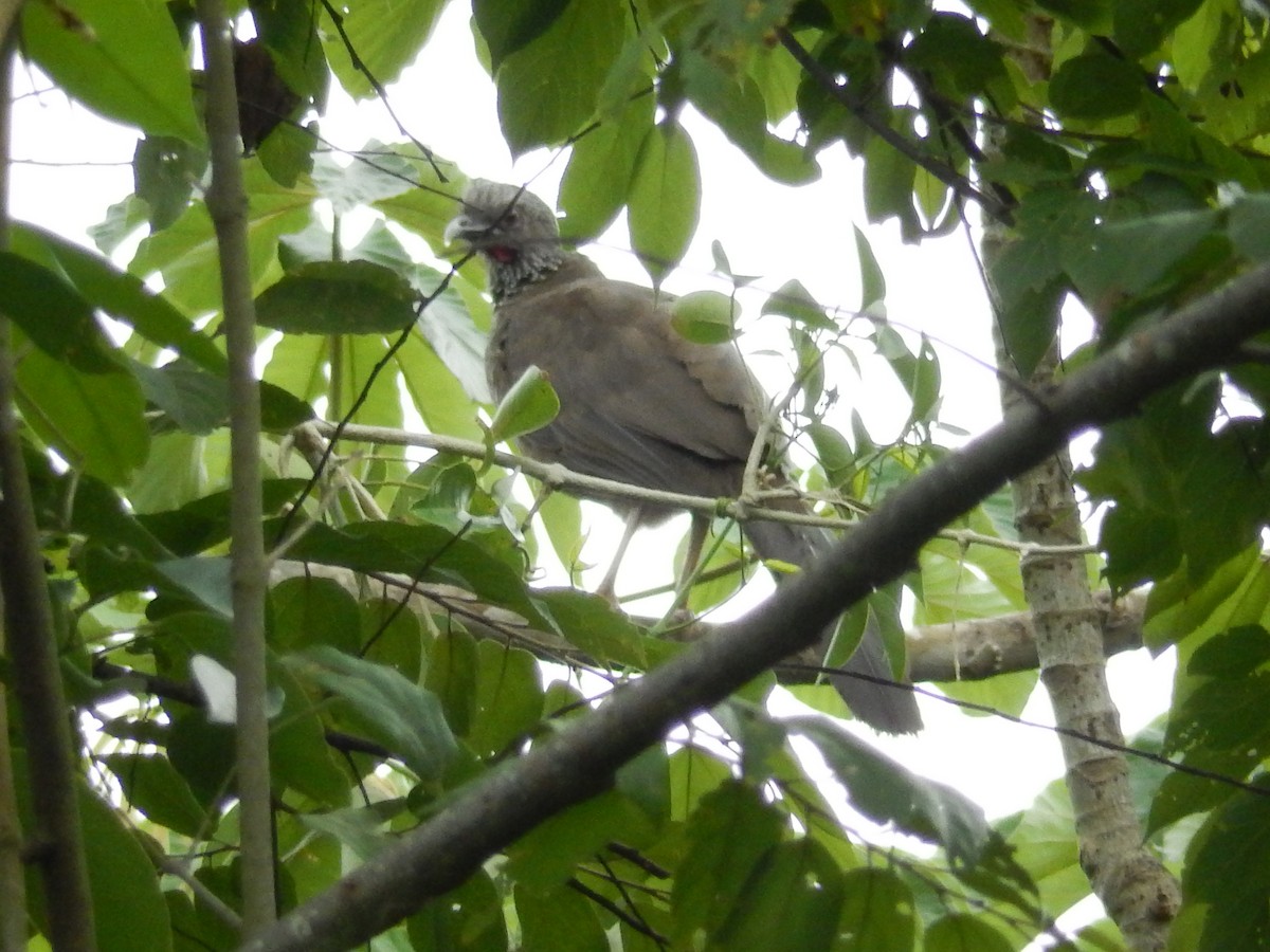 Speckled Chachalaca - J. Luis Martínez