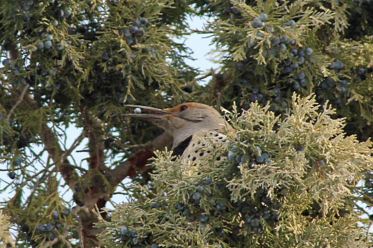 Northern Flicker (Yellow-shafted x Red-shafted) - Matthew Pendleton