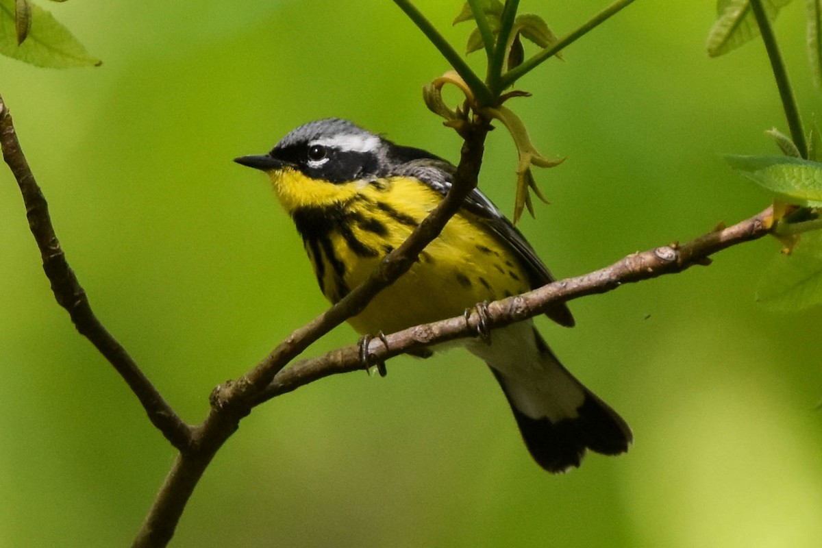 Magnolia Warbler - Ted Kavanagh