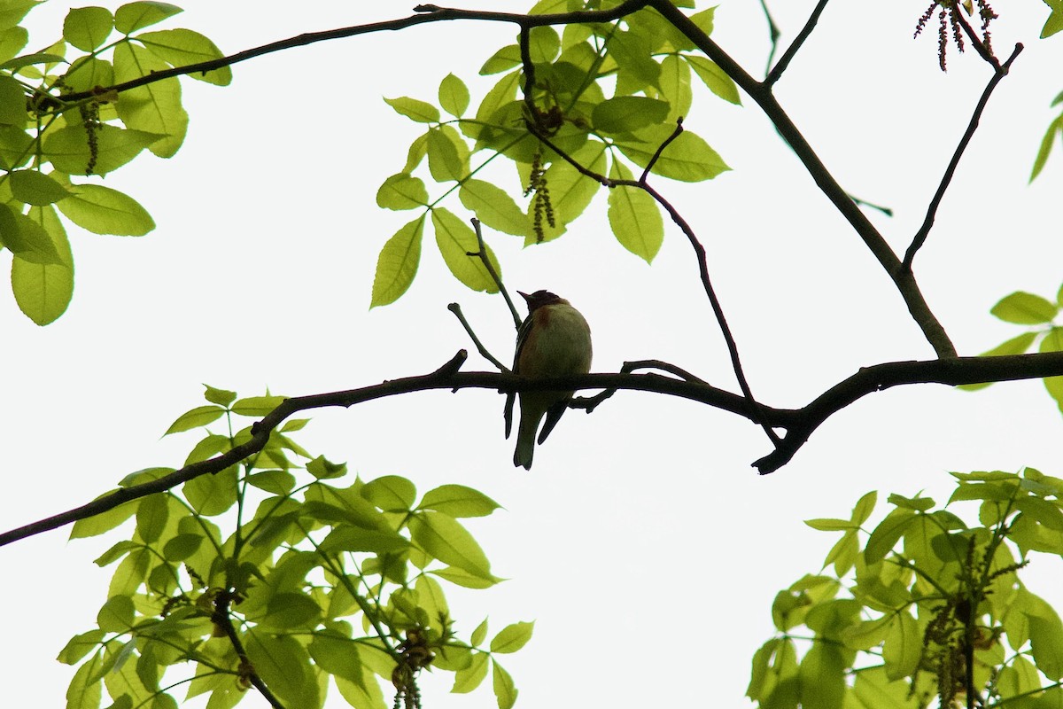 Bay-breasted Warbler - ML235756381