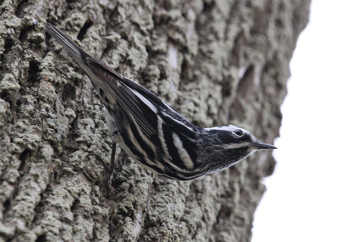 Black-and-white Warbler - Shannon K. Gordinier