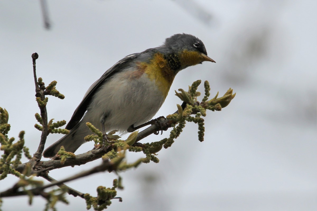 Northern Parula - Shannon K. Gordinier