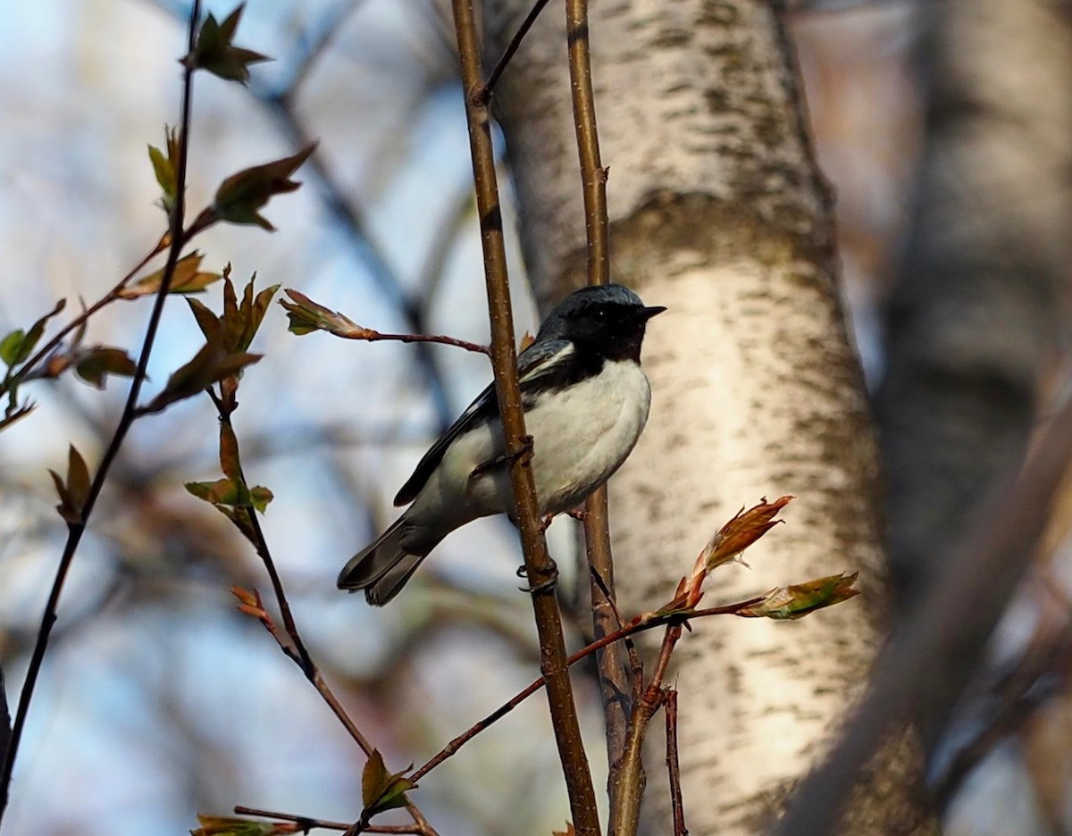 Black-throated Blue Warbler - Thierry Grandmont