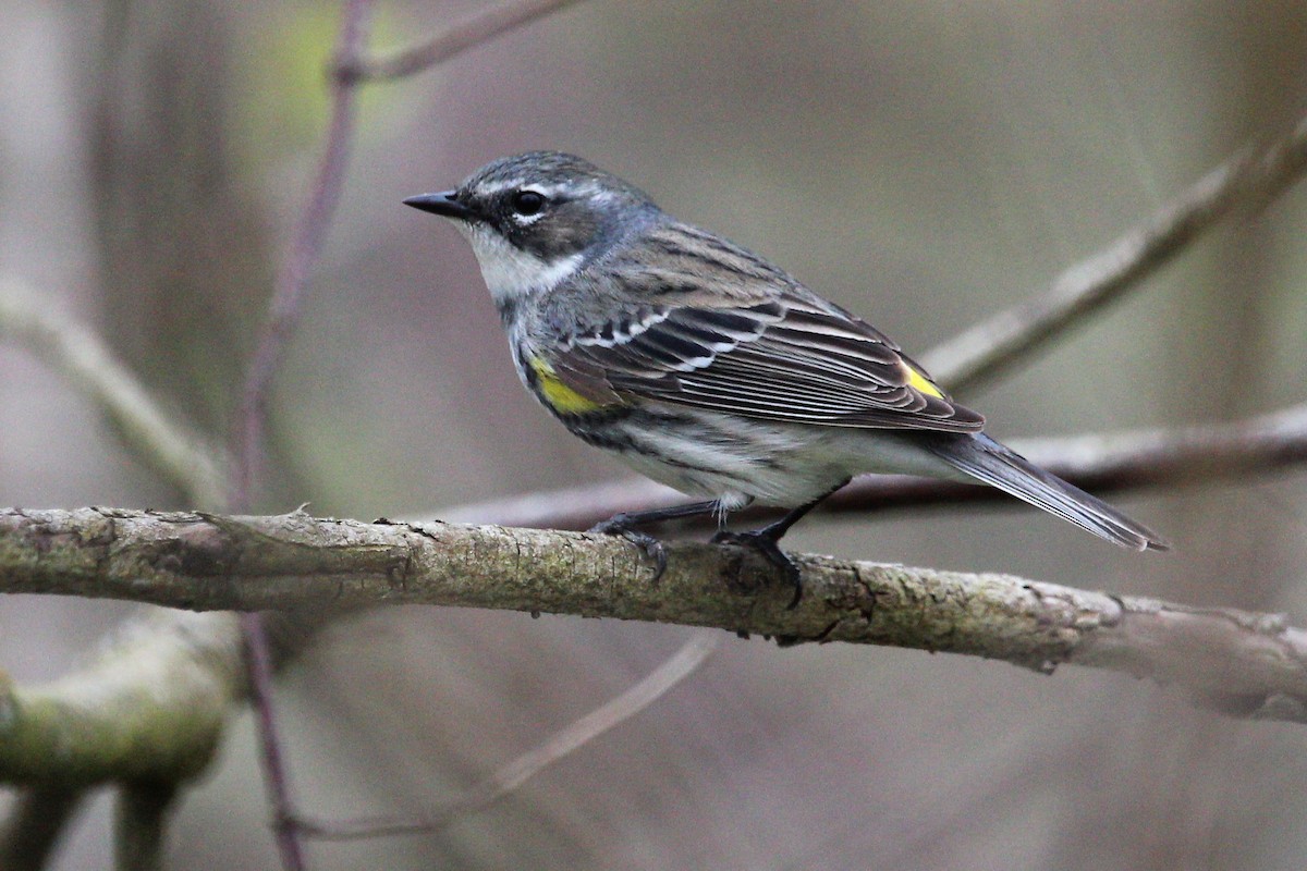 Yellow-rumped Warbler - Shannon K. Gordinier