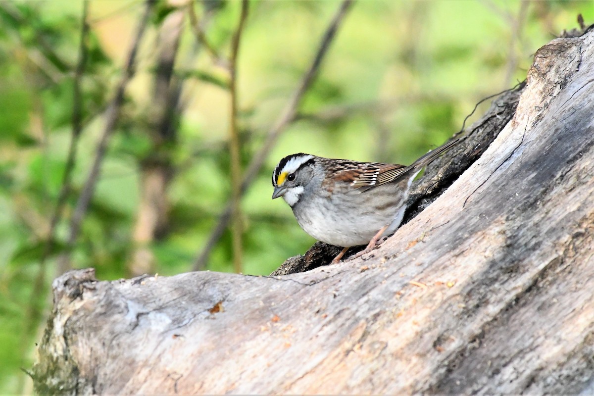 White-throated Sparrow - ML235758451