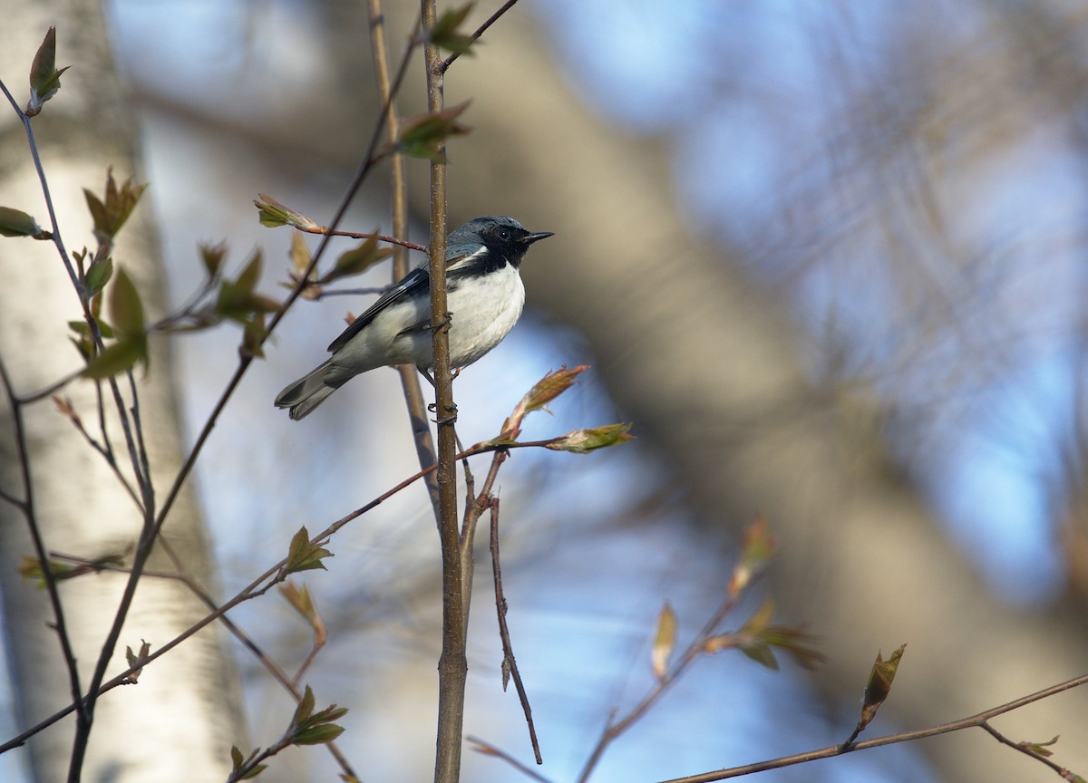 Black-throated Blue Warbler - Robin Besançon