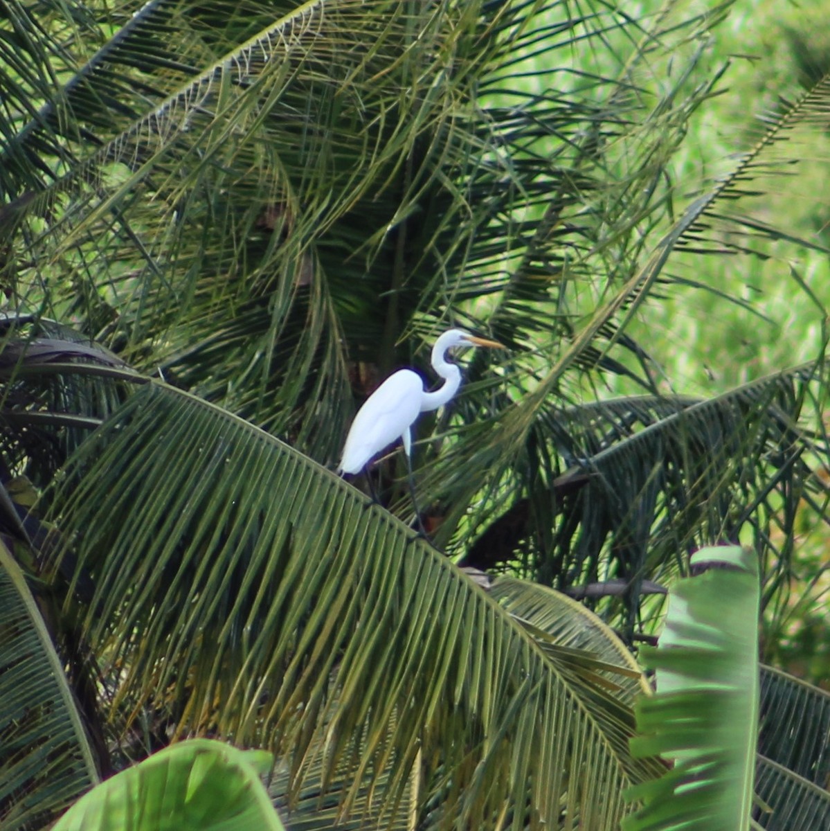 Great Egret - ML235759381