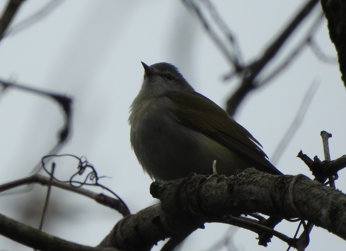 Tennessee Warbler - ML235759401