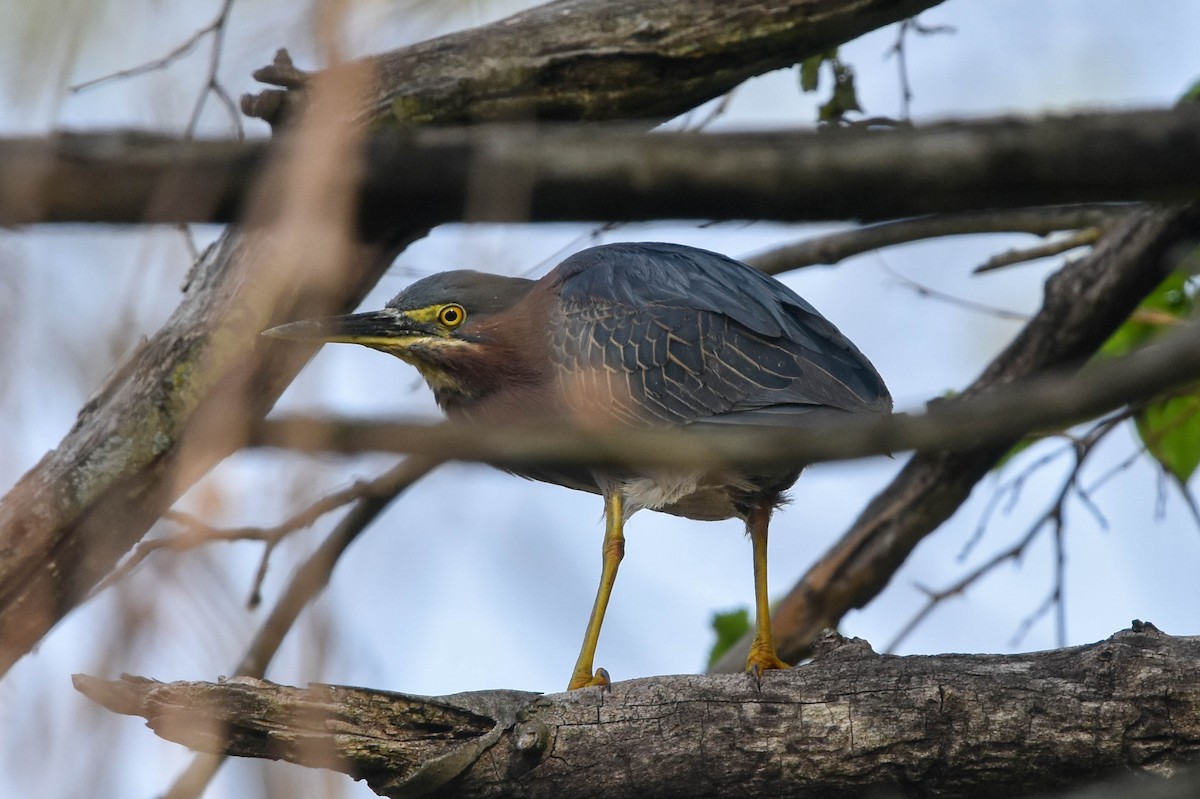 Green Heron - ML235759481
