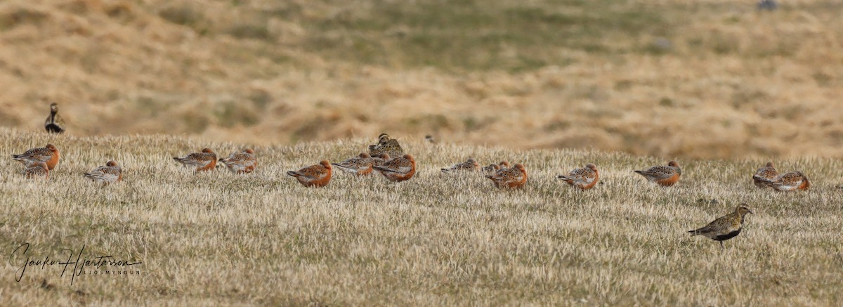 Red Knot - ML235760211